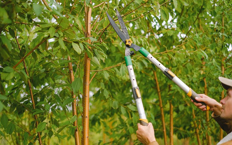 Tree trimming in Gowanda, NY